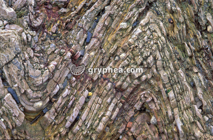 Microplis Brettignoles - gryphea.com